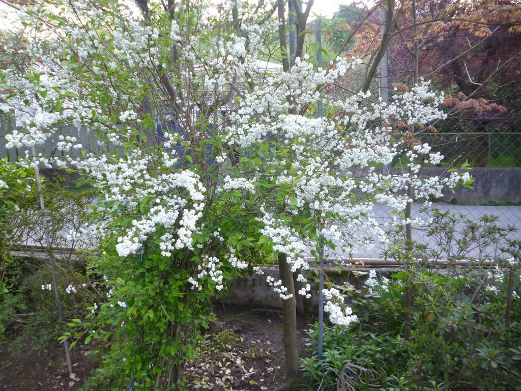 Guest House Elena Makhinjauri Exteriör bild
